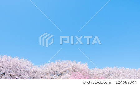 櫻花盛開,藍藍的天空 櫻花盛開,藍藍的天空 124065304