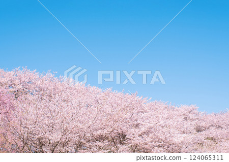 櫻花盛開，藍藍的天空 124065311