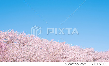 Cherry blossoms in full bloom and blue sky 124065313