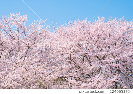 Cherry tree in full bloom Cherry tree in full bloom 124065373