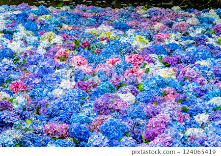 Ibaraki Amabiki Kannon Hydrangea underwater flowers Ibaraki Amabiki Kannon Hydrangea underwater flowers 124065419