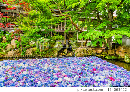 Ibaraki Amabiki Kannon Hydrangea underwater flowers Ibaraki Amabiki Kannon Hydrangea underwater flowers 124065422