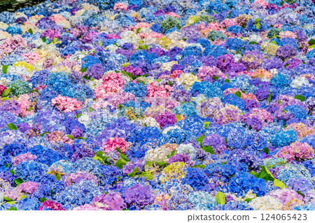 Ibaraki Amabiki Kannon Hydrangea underwater flowers Ibaraki Amabiki Kannon Hydrangea underwater flowers 124065423