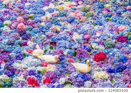 Ibaraki Amabiki Kannon Hydrangea underwater flowers Ibaraki Amabiki Kannon Hydrangea underwater flowers 124065430