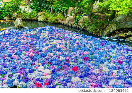 茨城縣雨引觀音繡球水下花朵 茨城縣雨引觀音繡球水下花朵 124065431