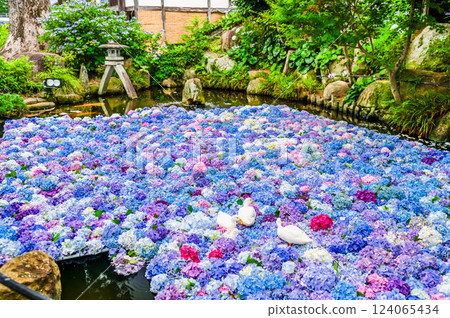 茨城縣雨引觀音繡球水下花朵 124065434