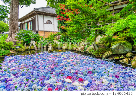 Ibaraki Amabiki Kannon Hydrangea underwater flowers 124065435