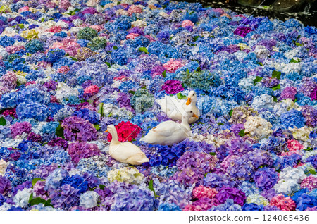 茨城縣雨引觀音繡球水下花朵 茨城縣雨引觀音繡球水下花朵 124065436