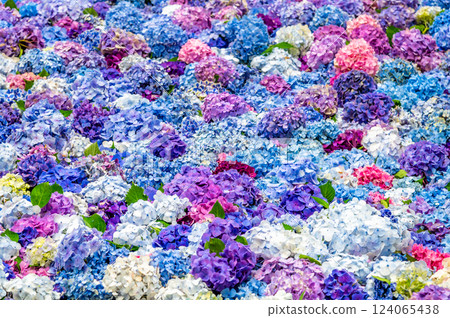 Ibaraki Amabiki Kannon Hydrangea underwater flowers Ibaraki Amabiki Kannon Hydrangea underwater flowers 124065438