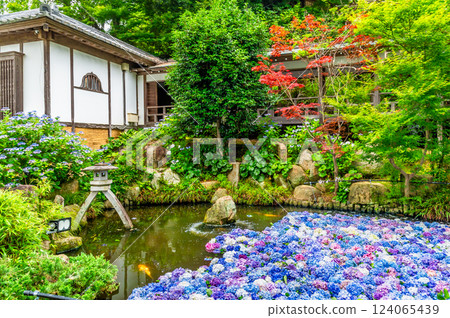Ibaraki Amabiki Kannon Hydrangea underwater flowers Ibaraki Amabiki Kannon Hydrangea underwater flowers 124065439