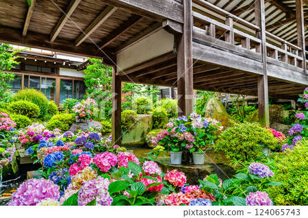 Ibaraki Amabiki Kannon Temple: Hydrangeas blooming in the temple grounds 124065743