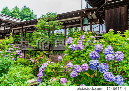 Ibaraki Amabiki Kannon Temple: Hydrangeas blooming in the temple grounds 124065744