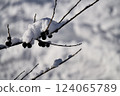 雪堆的樹枝 124065789