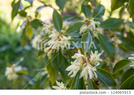 春天艾蒿花 124065913