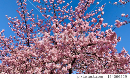 Looking up at the Kawazu cherry blossoms (Aoi cherry blossoms) in full bloom against the blue sky (left bank downstream of Takebashi River, Okazaki City, Aichi Prefecture) Looking up at the Kawazu cherry blossoms (Aoi cherry blossoms) in full bloom against the blue sky (left bank downstream of Takebashi River, Okazaki City, Aichi Prefecture) 124066229