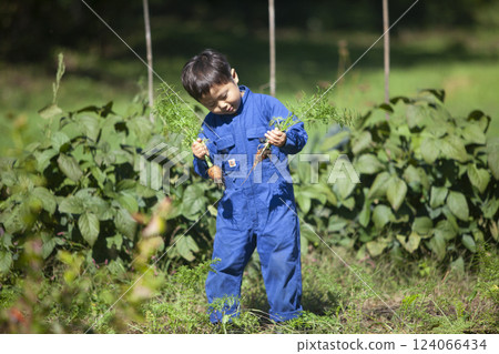 Boy harvesting in the field Boy harvesting in the field 124066434