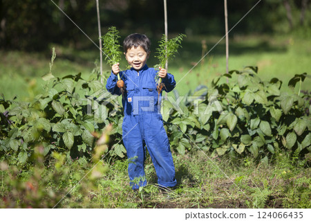 Boy harvesting in the field 124066435