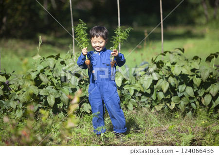 Boy harvesting in the field 124066436