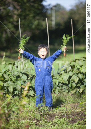 Boy harvesting in the field 124066437