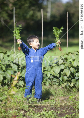 Boy harvesting in the field 124066439