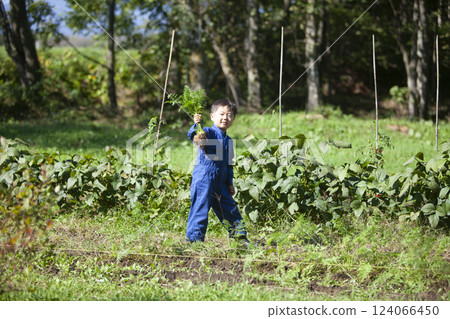 Boy harvesting in the field 124066450