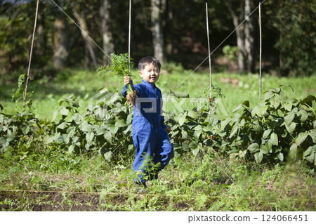 Boy harvesting in the field 124066451