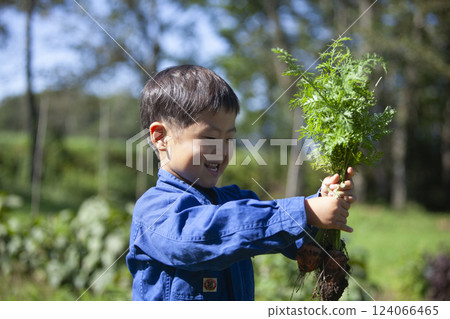 Boy harvesting in the field 124066465
