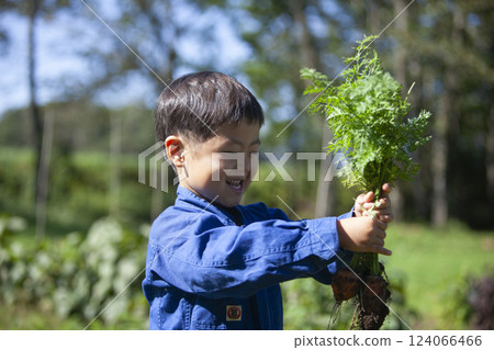 Boy harvesting in the field 124066466