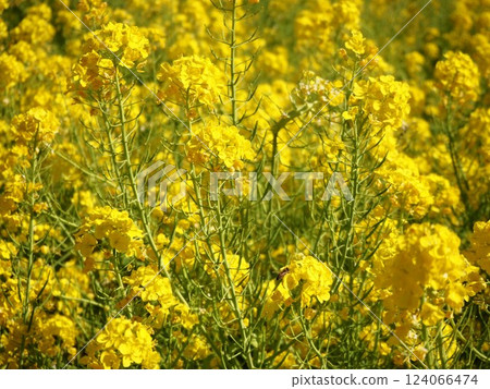 A field of rapeseed flowers blooming in the Hama-rikyu Gardens A field of rapeseed flowers blooming in the Hama-rikyu Gardens 124066474