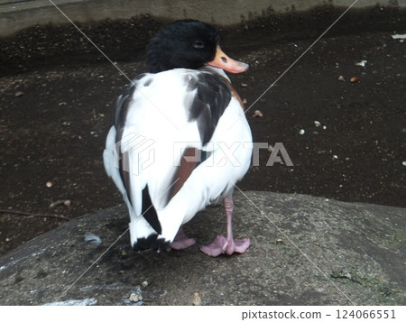Horsetail duck 124066551