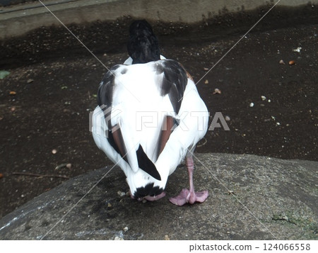 Horsetail duck Horsetail duck 124066558