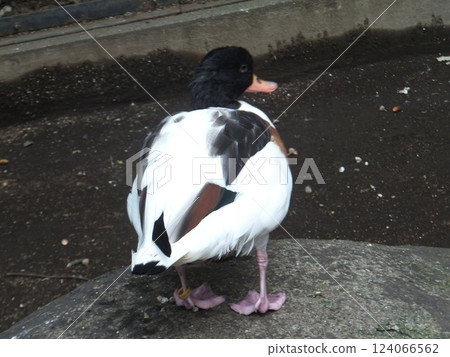 Horsetail duck 124066562