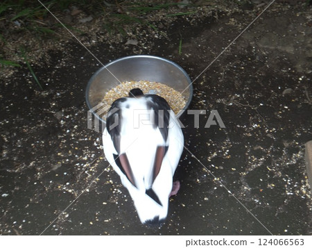 Common shelduck eating food Common shelduck eating food 124066563