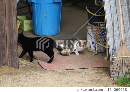 Setouchi Island Cat 124066638