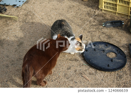 Setouchi Island Cat Setouchi Island Cat 124066639