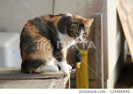 Setouchi Island Cat 124066640