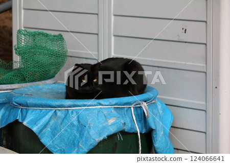 瀨戶內島貓 124066641