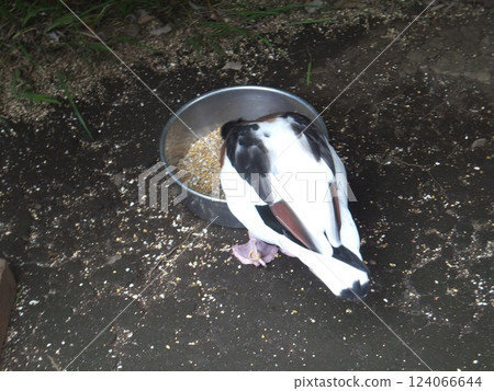 Common shelduck eating food Common shelduck eating food 124066644