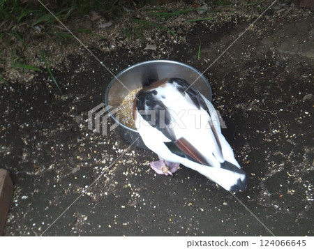 Common shelduck eating food Common shelduck eating food 124066645