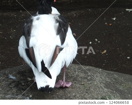Horsetail duck 124066658