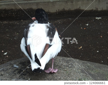 Horsetail duck Horsetail duck 124066661