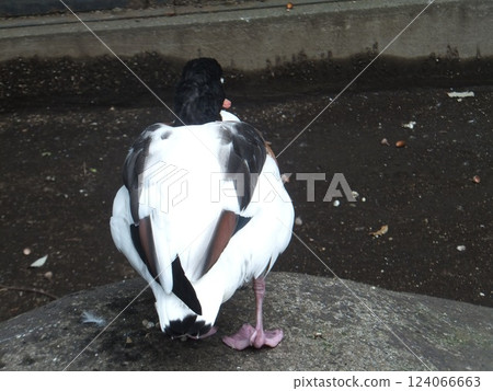 Horsetail duck Horsetail duck 124066663