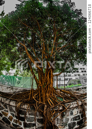 Tree roots entangled in the wall Tree roots entangled in the wall 124066718