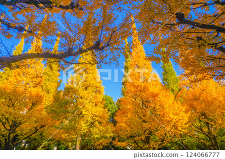 明治神宮外苑銀杏樹 明治神宮外苑銀杏樹 124066777