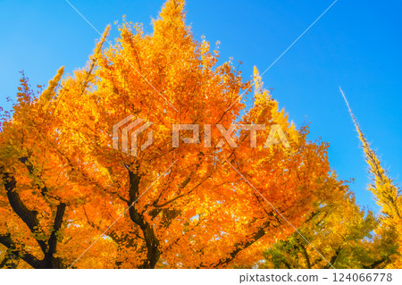 Ginkgo Tree Line in front of Gaien (Minato Ward) Ginkgo Tree Line in front of Gaien (Minato Ward) 124066778