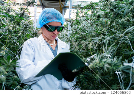 Technician conducts measurements and calculations among healthy cannabis plants in the greenhouse. 124066803