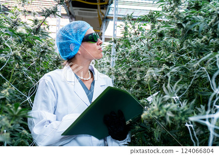A lab technician records measurements among thriving cannabis plants in a plantation. 124066804