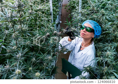 Technician measures and assesses cannabis plants in a medical marijuana cultivation facility. 124066810