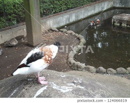 A shelduck on a rock and a mandarin duck in a pond A shelduck on a rock and a mandarin duck in a pond 124066819