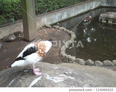 A shelduck on a rock and a mandarin duck in a pond 124066820